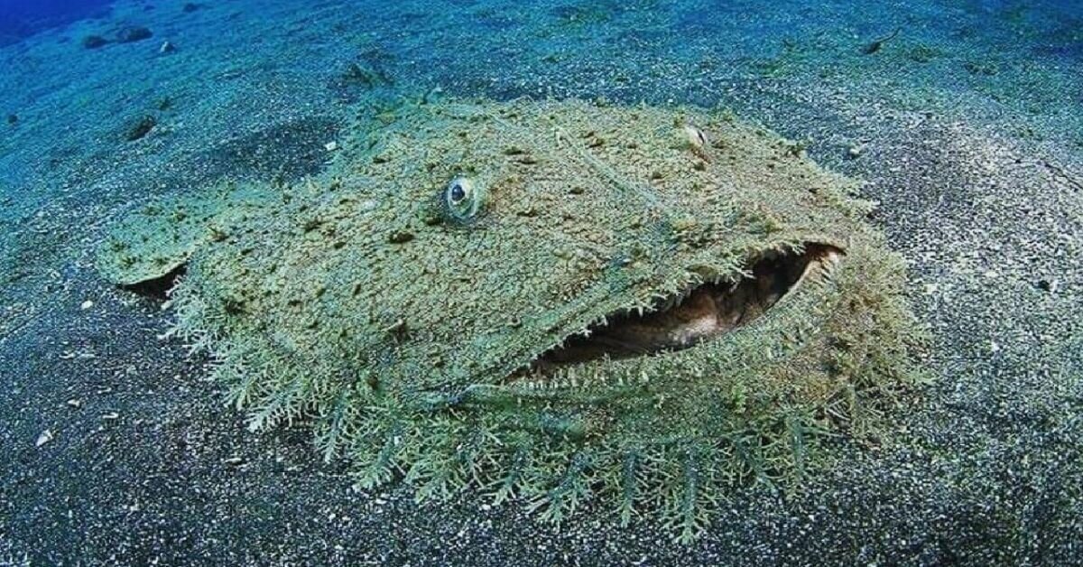 Бородатый воббегонг: Это акула. Хотя больше смахивает на огромный хищный ковёр со дна океана