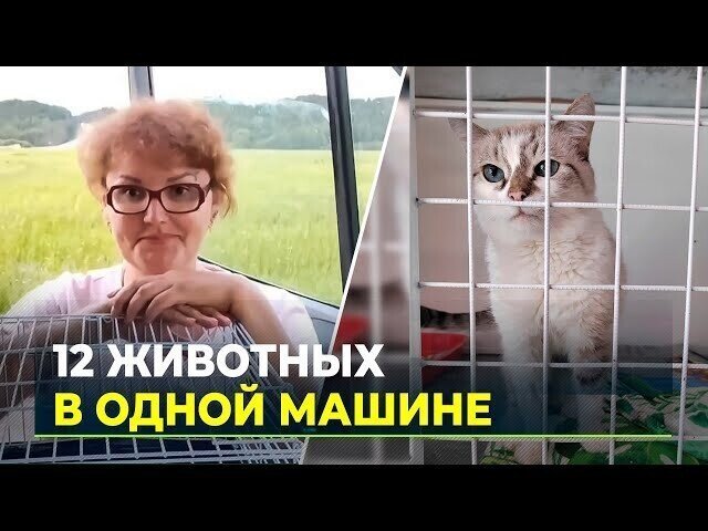 Выбросить на улицу или везти с собой: отпускной период ставит владельцев перед выбором