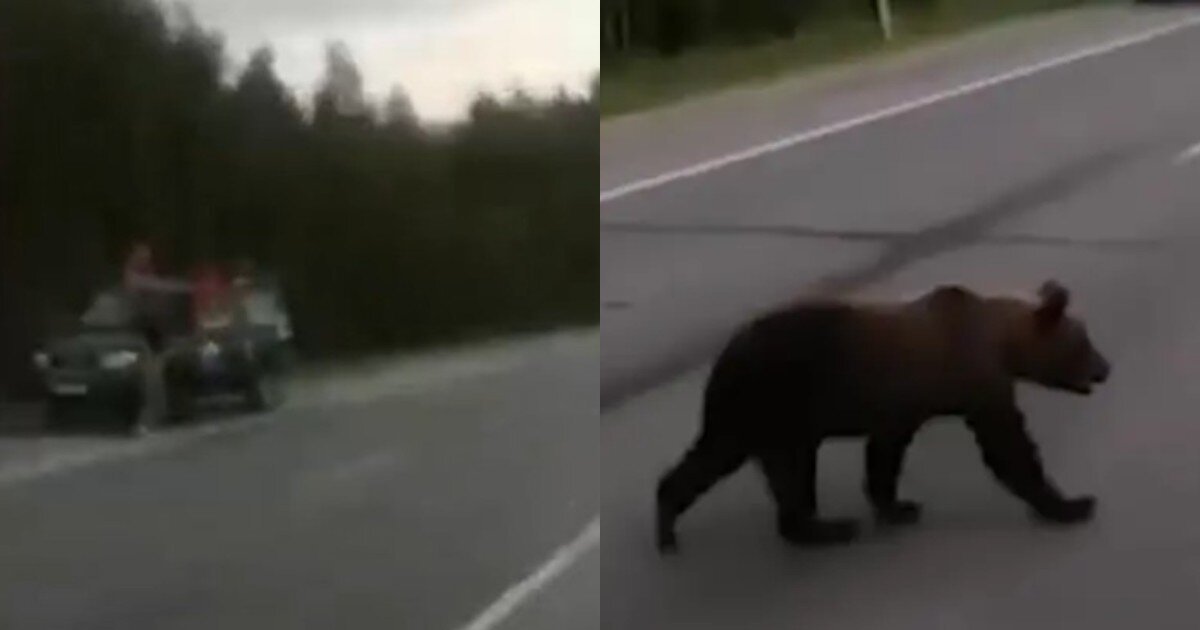 Живодёры в Югре расстреляли медвежонка, вышедшего на трассу