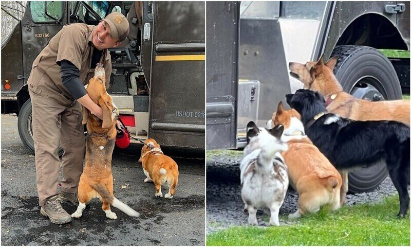 Курьер - собаке друг! Милейшие фото собак с доставщиками