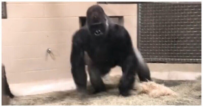 Эффектное появление гориллы