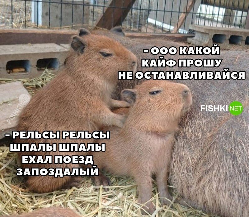 Скрины из соцсетей