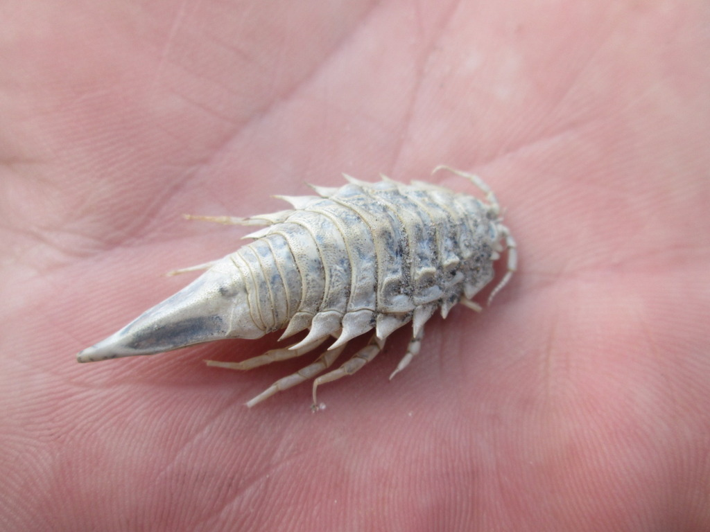 Морской таракан: странное существо часто встречается в рыбных консервах