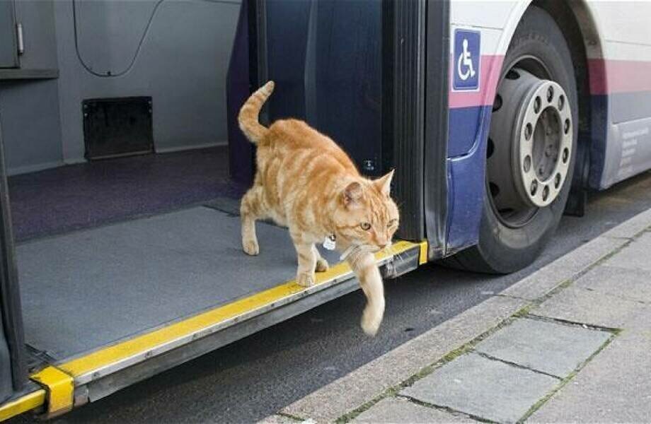 Кот, который больше пяти лет каждое утро ездит на автобусе