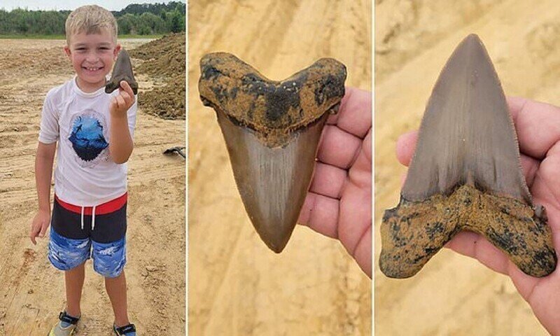 Юный палеонтолог нашел уникальный зуб доисторической акулы