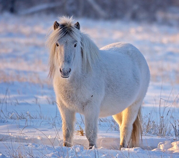 Феномен якутских лошадей. Как им удается выжить в дикой природе?