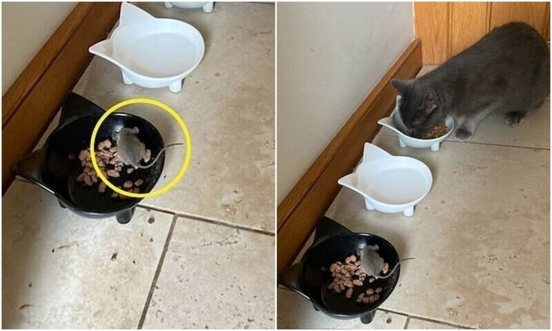 "Кошка-пацифист" разделила свой обед с мышкой