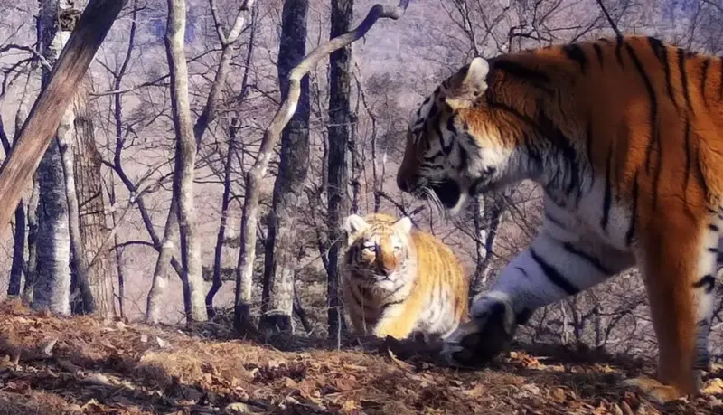 В семье пять амурских тигрят