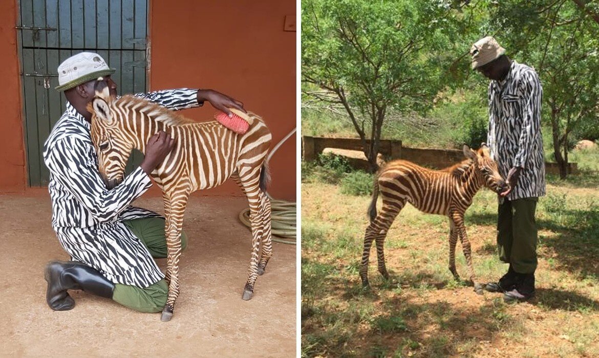 Как спасти осиротевшую зебру, притворившись ее сородичем