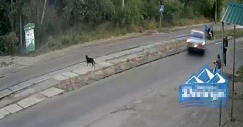 Авария дня. Бездомная собака стала причиной трагедии в Донецке