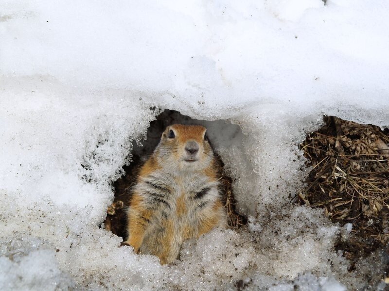 Как наши лесные животные готовятся к зиме? Особый тип жира, вмерзание в лёд и консервы из живой парализованной добычи