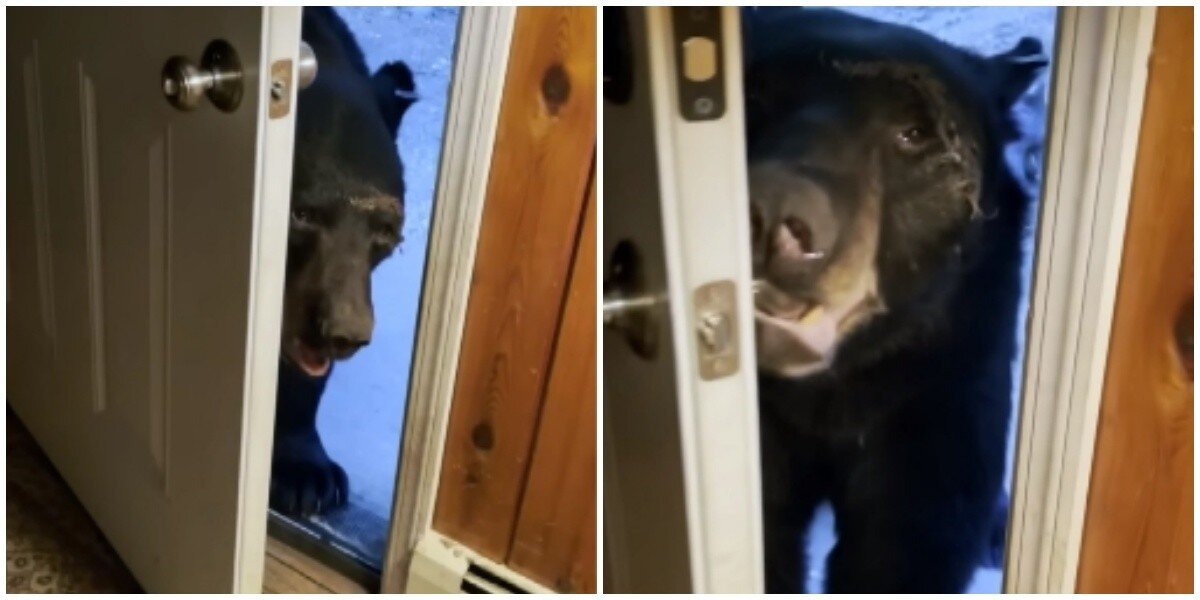 "Закрой, пожалуйста, дверь": женщина прогнала медведя вежливостью