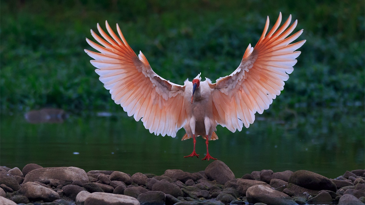 Красноногий ибис: Уникальные птицы, которые красят оперение. Чтобы понравится партнёру, они обмазываются чёрной смоляной жижей