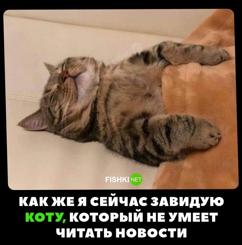 Счастливый кот