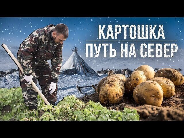 Картошка. Путь на Север. Документальный фильм | Полярные истории