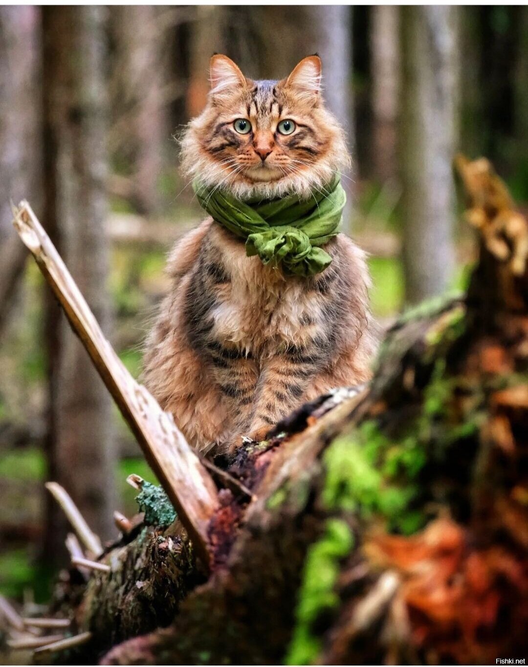 Солянка