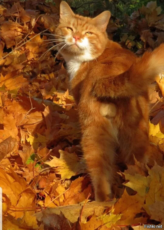 Котя