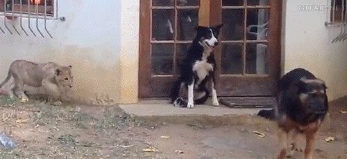 - Дратути