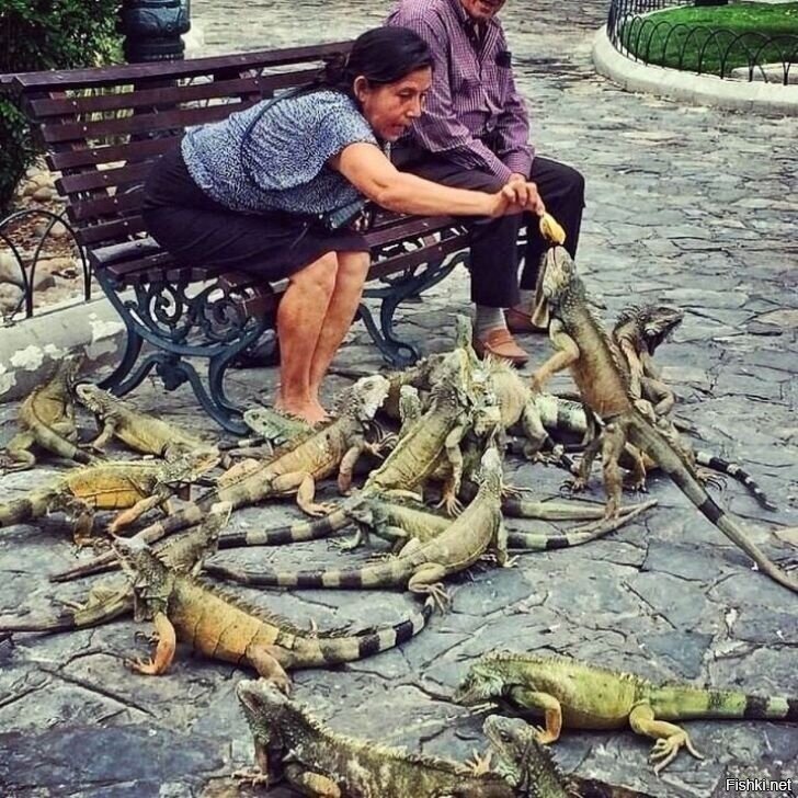 Голуби в Эквадоре
