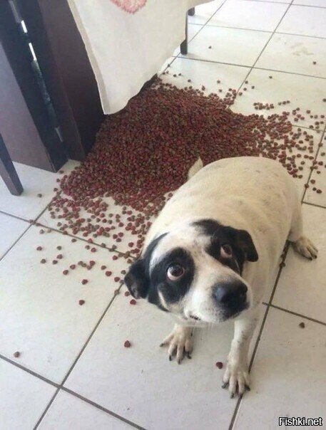 - Это все кот