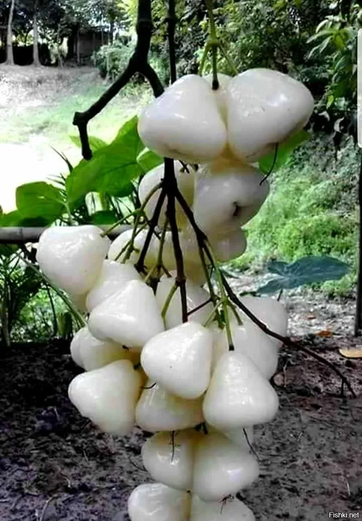 Яблоки белая и розовая роза