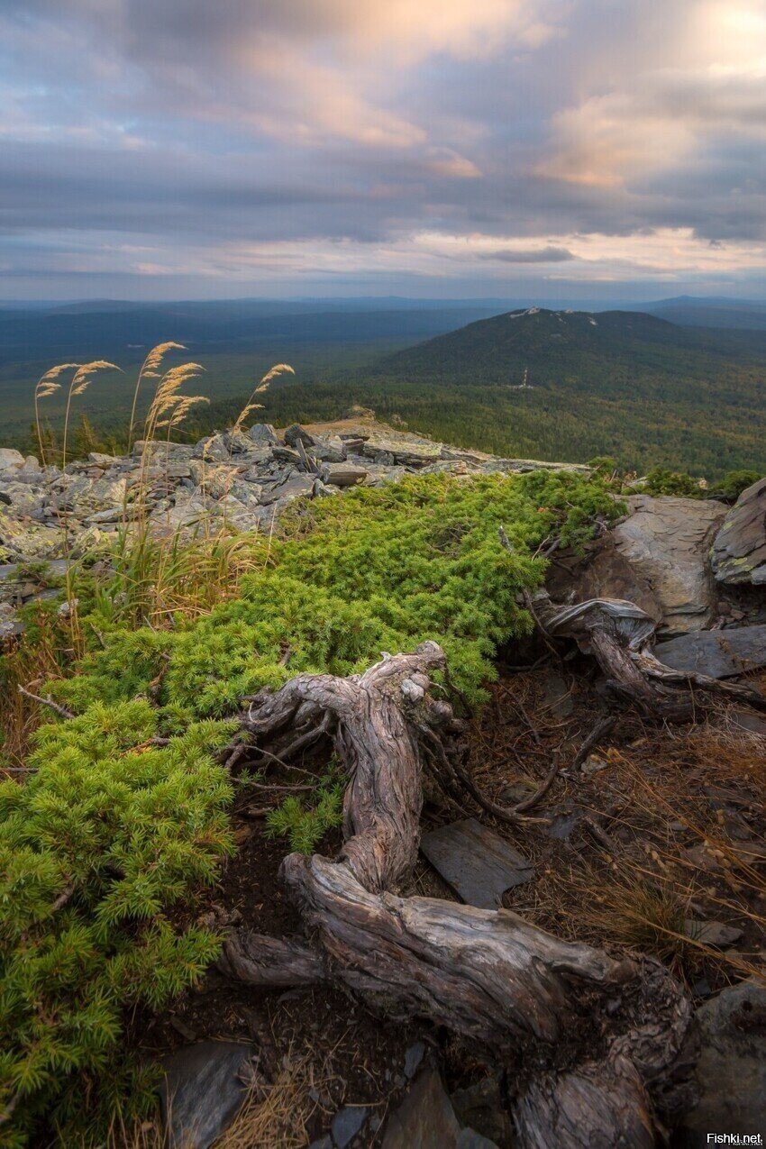 Солянка