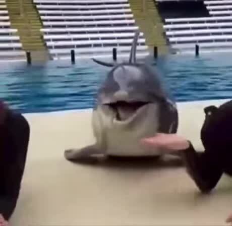 Целоваться любят все