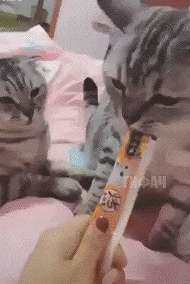 - Тебе не положено