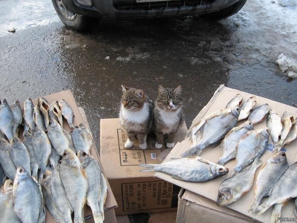 Рыбов не продавали и они высохли