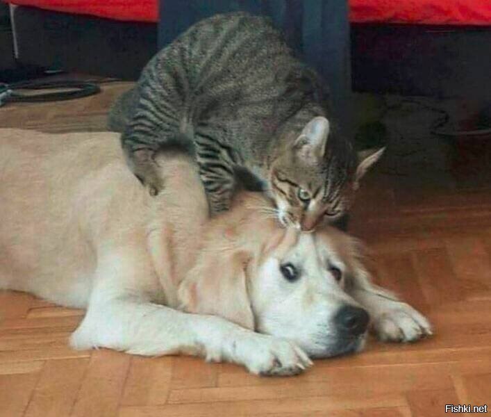 -глаз на #опу натяну