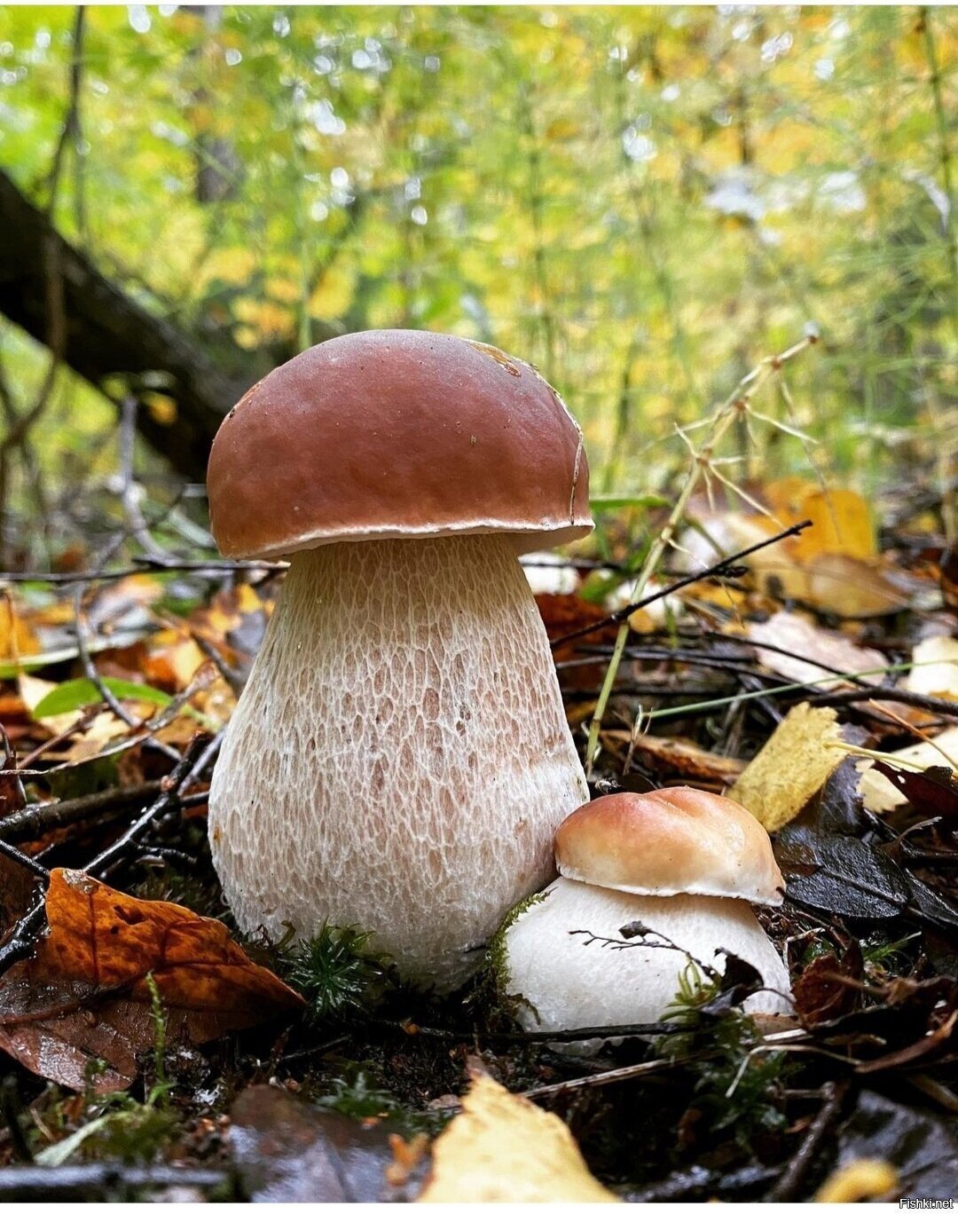 Солянка