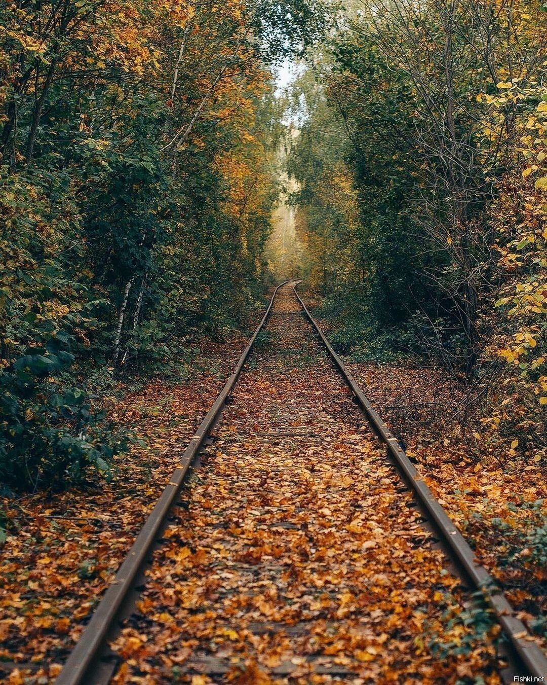 Дорога в осень
