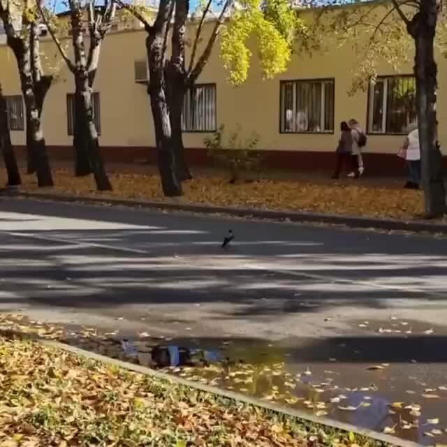 Ворона играет с мячиком)