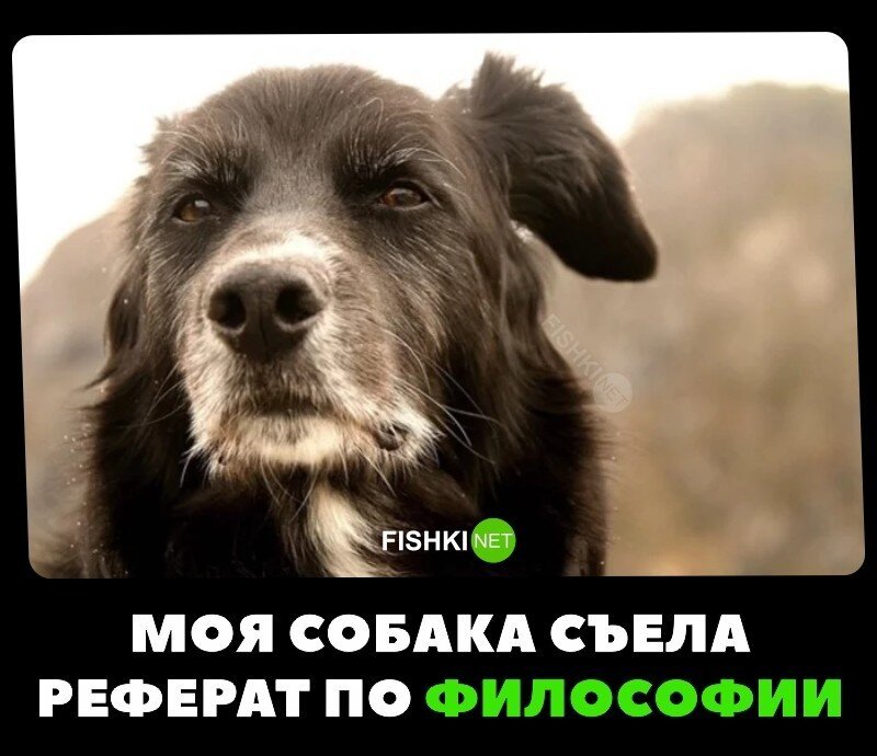Жалко собаку 