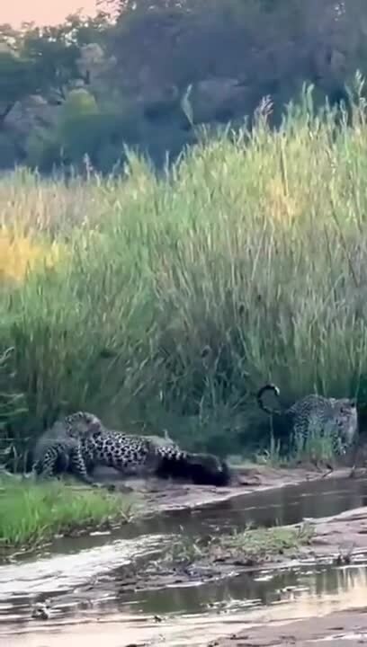 Обычные будни медоеда)