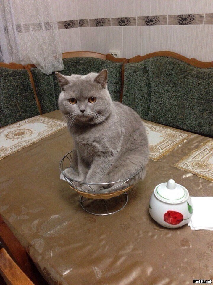 Печеньки все слопали
