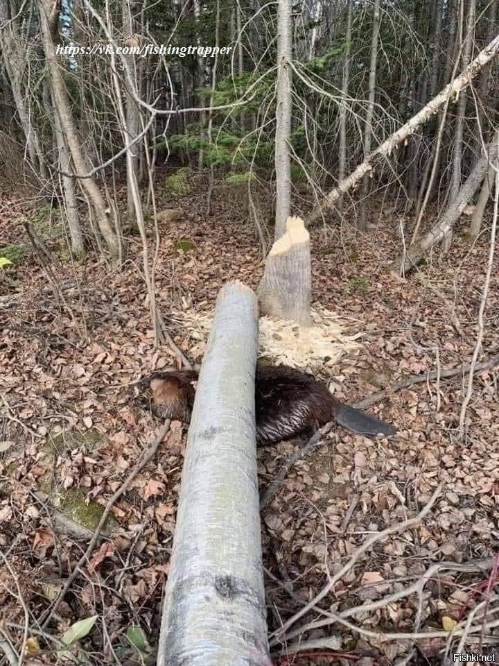 Не соблюдение ТБ