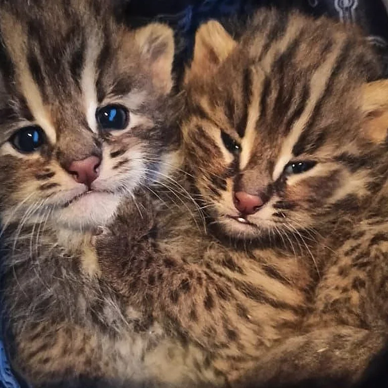 В Приморье спасли двух краснокнижных амурских лесных котят-сирот