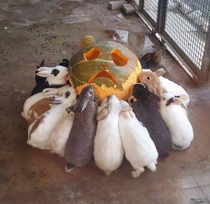 Солянка