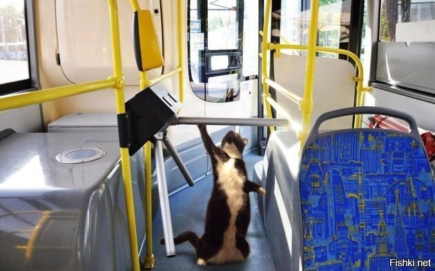С котом нельзя