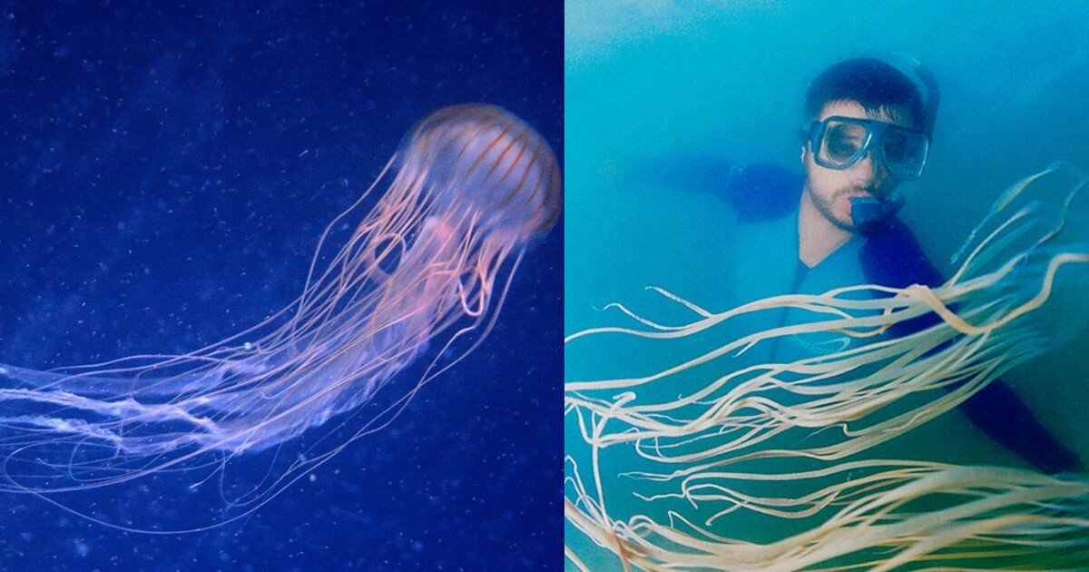 Тихая океанская оса — как неизвестная медуза убивала австралийцев и никто не мог ее даже найти