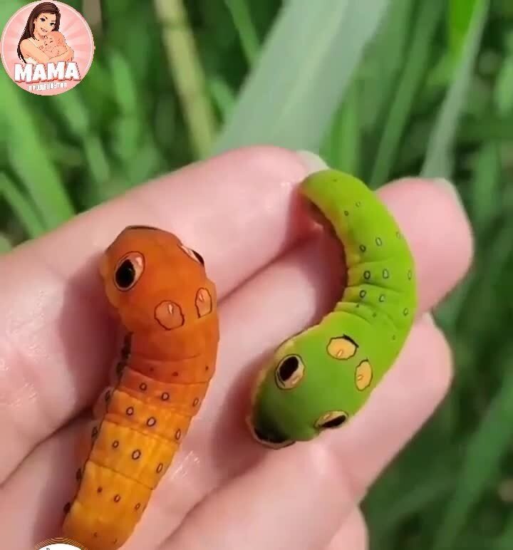 Каких только гусениц не бывает)