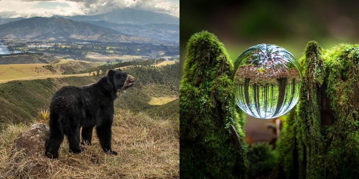 Лучшие работы конкурса «Фотограф года дикой природы 2022 года»