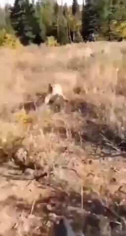 Когда не зря взял на прогулку пистолет