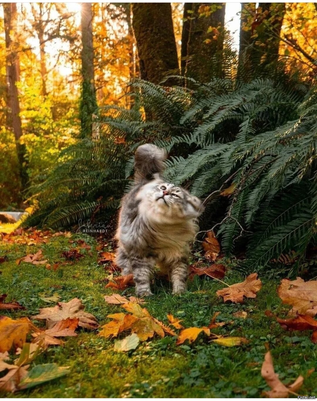 Солянка