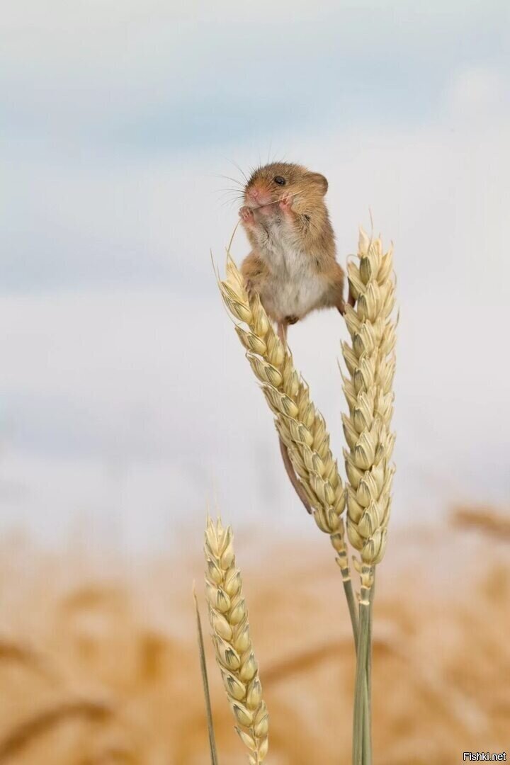 Мышемилота от фотограаф Дина Мейсона