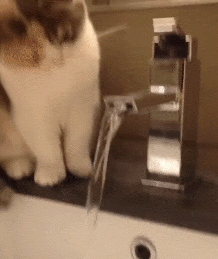 Кран новый, а котик старый
