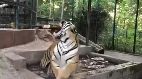 Кошки играют