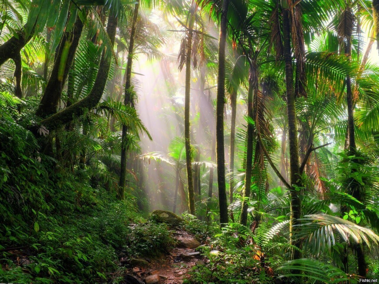 Национальный лес Эль-Юнке (El Yunque National Forest), ранее известный как Ка...