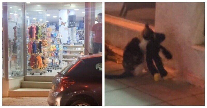 Уличная кошка ворует игрушки из магазина
